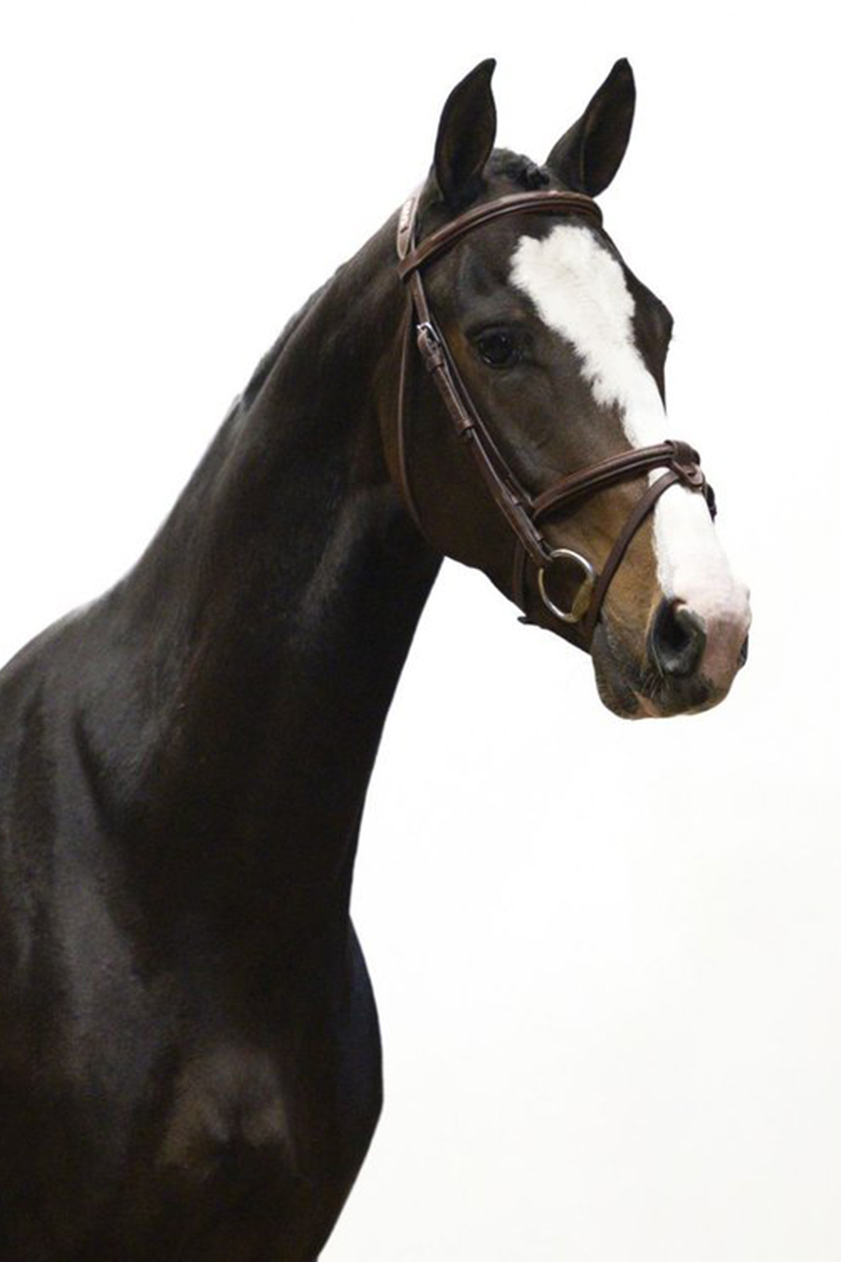 Pony femmina Baio DORA in vendita