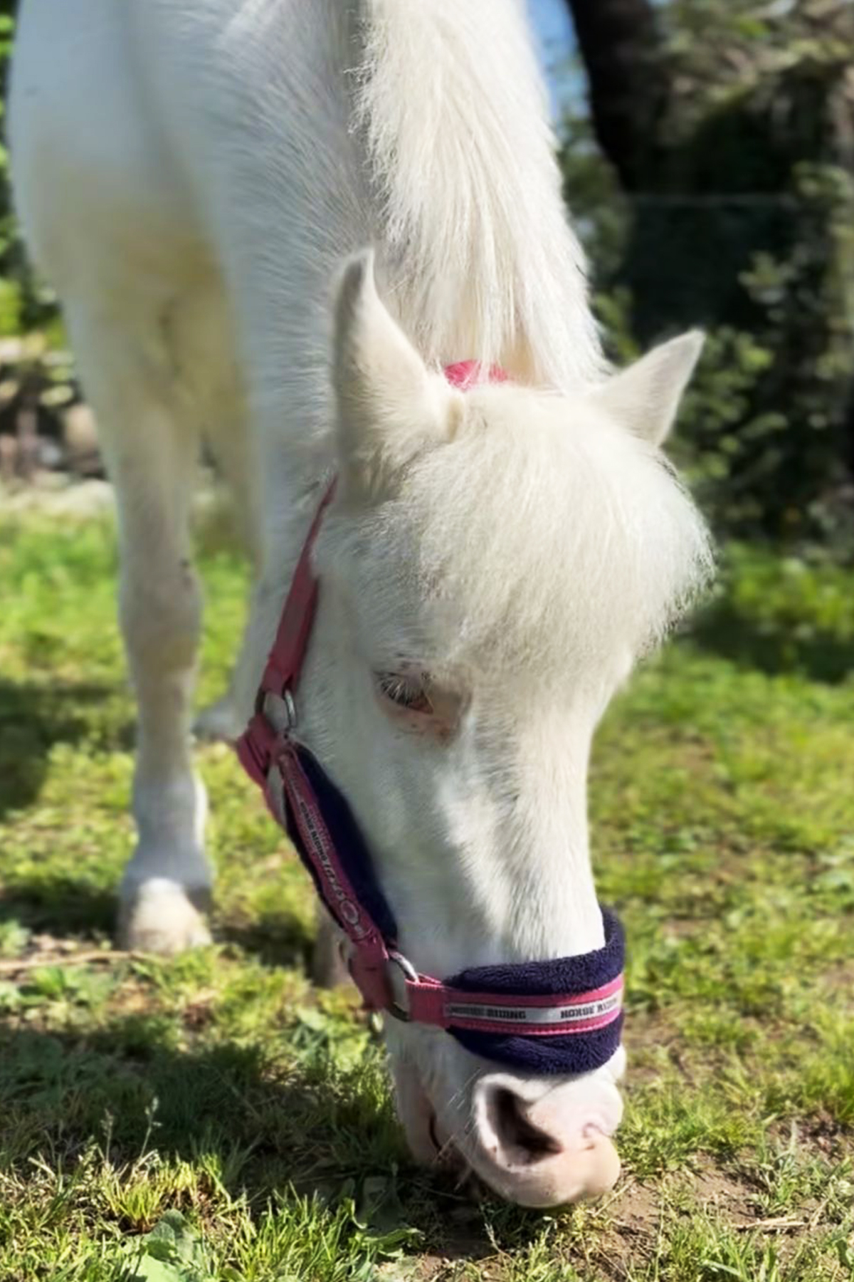 Shetland femmina grigio EVITA scuola