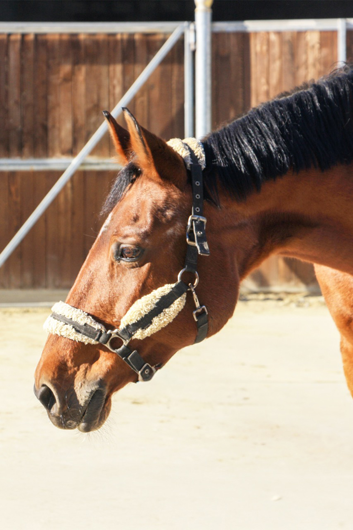 Sella Italiano femmina Baio GINEVRA DEL GHIRO scuola