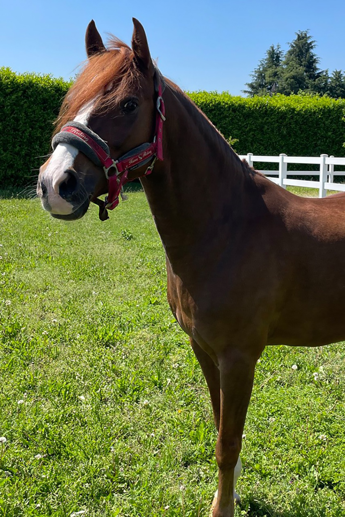 Pony Maschio Sauro VEENSTRA'S LOLBROEK (Lolli)