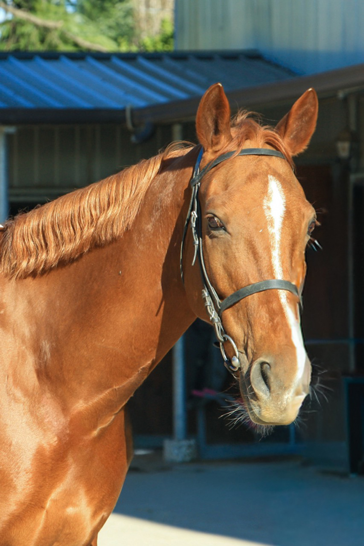 Sella Italiano Maschio Sauro PAMPI scuola