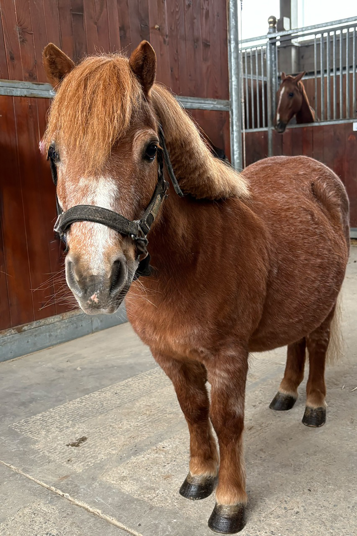 Shetland femmina Sauro PULCE scuola