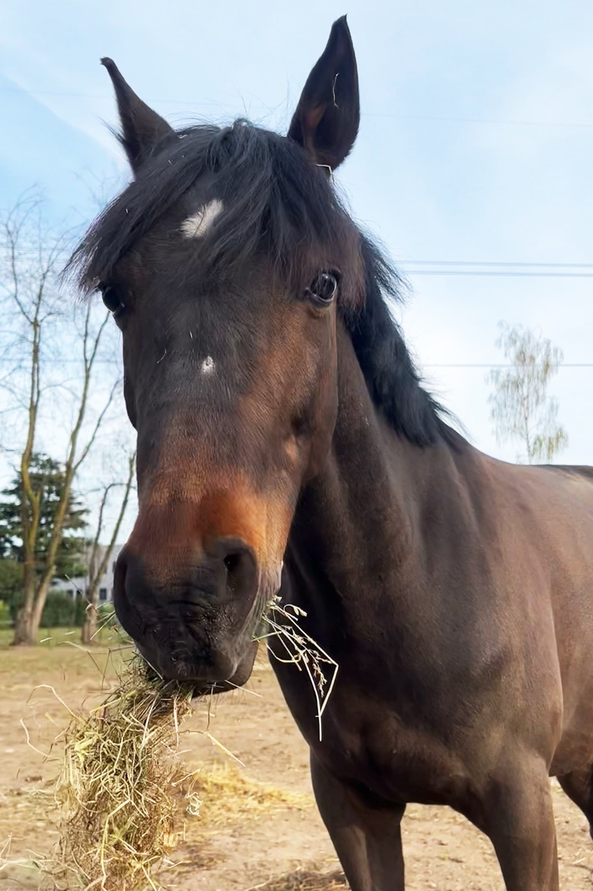   maschio pony Baio BOHEMIAN RHAPSODY