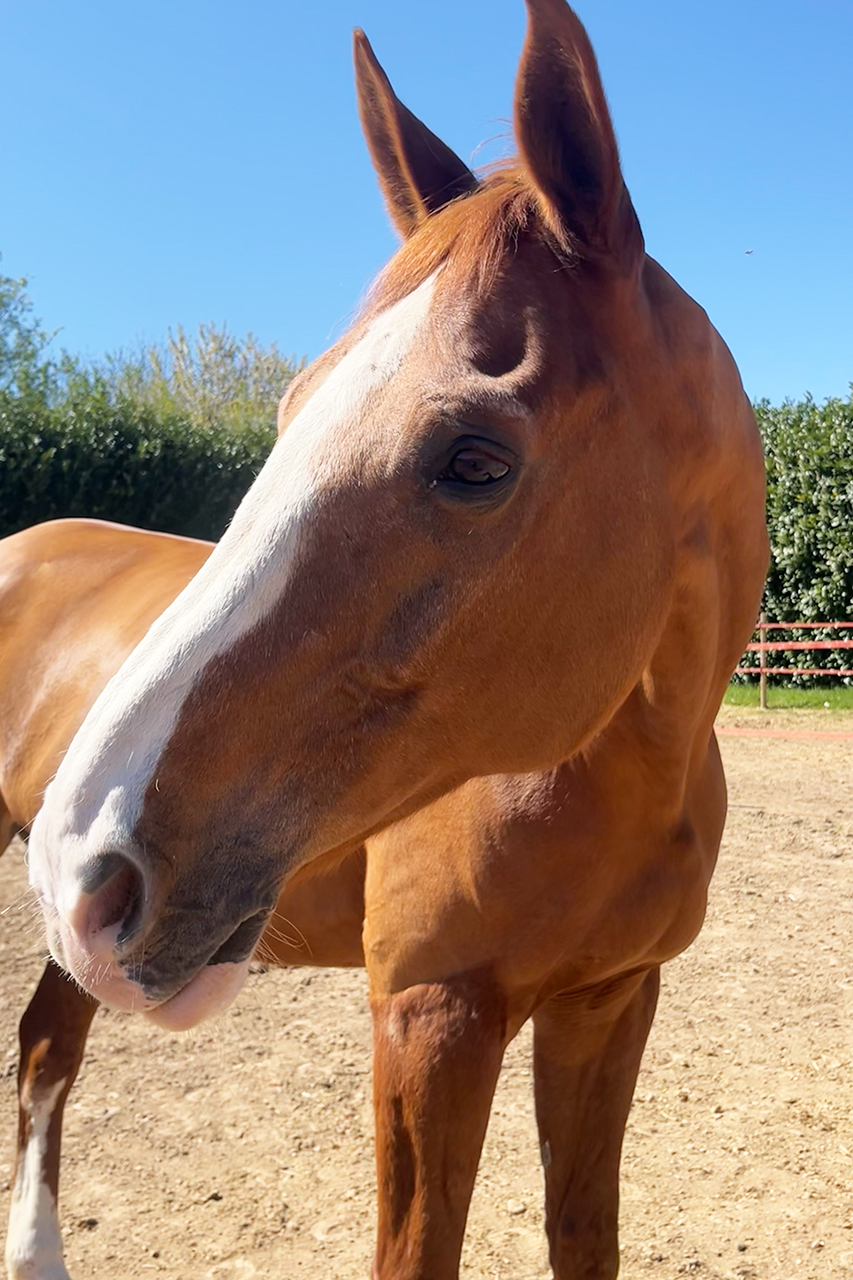 Sella Francese maschio Sauro TREVANN DE JAUZIF