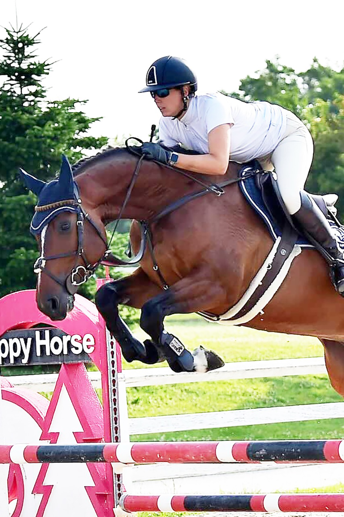 Maschio Baio TUCSON TER DOORN Z Zangersheide venduto