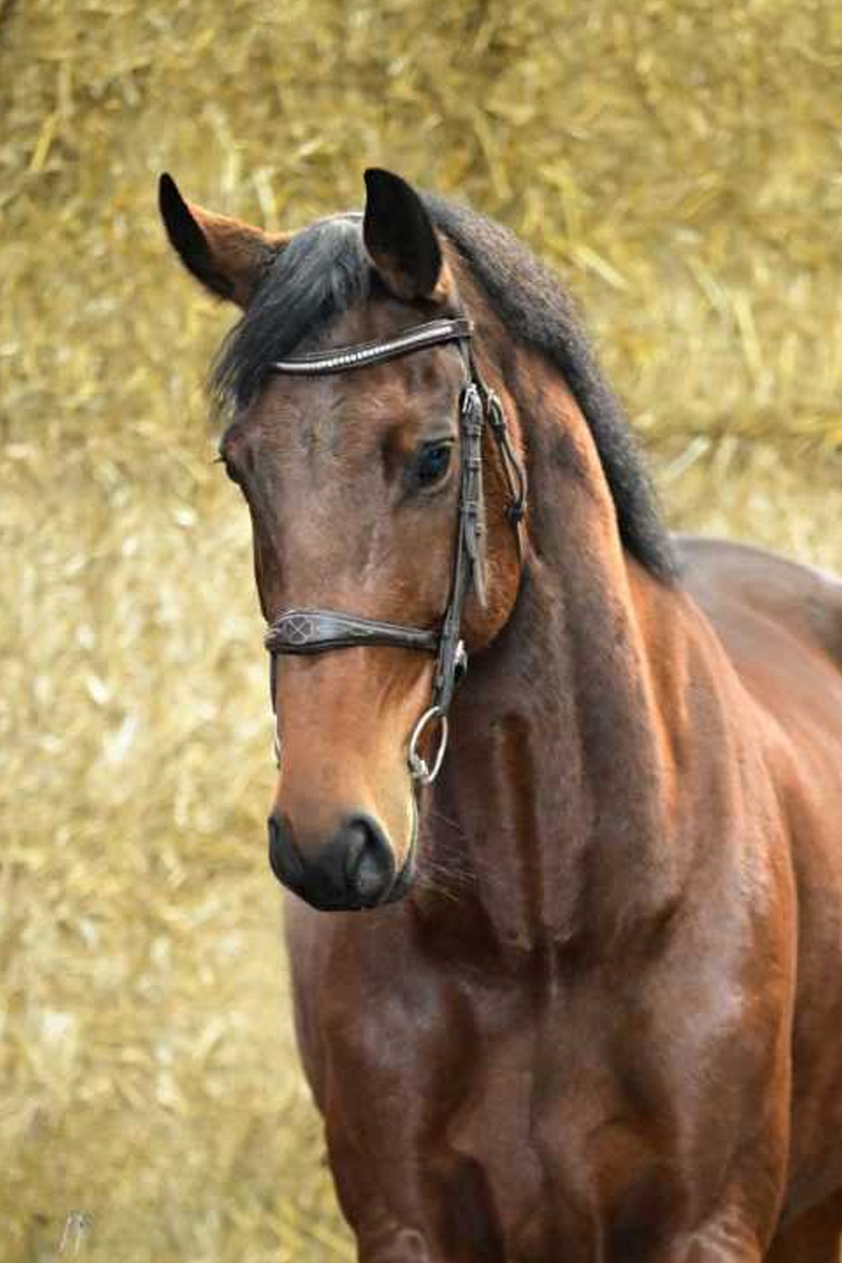 Cavallo femmina Baio YOKOHAMA PKZ Belgian Warmblood