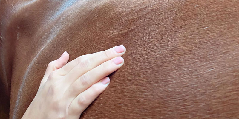 Cavallo durante fisioterapia con supporto Alice Ghizzardi